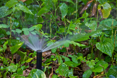 Dream It, Do It! How to DIY Your Garden Irrigation